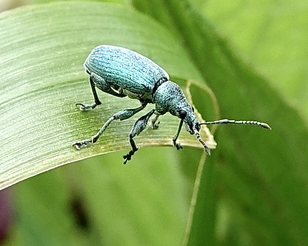 weevil